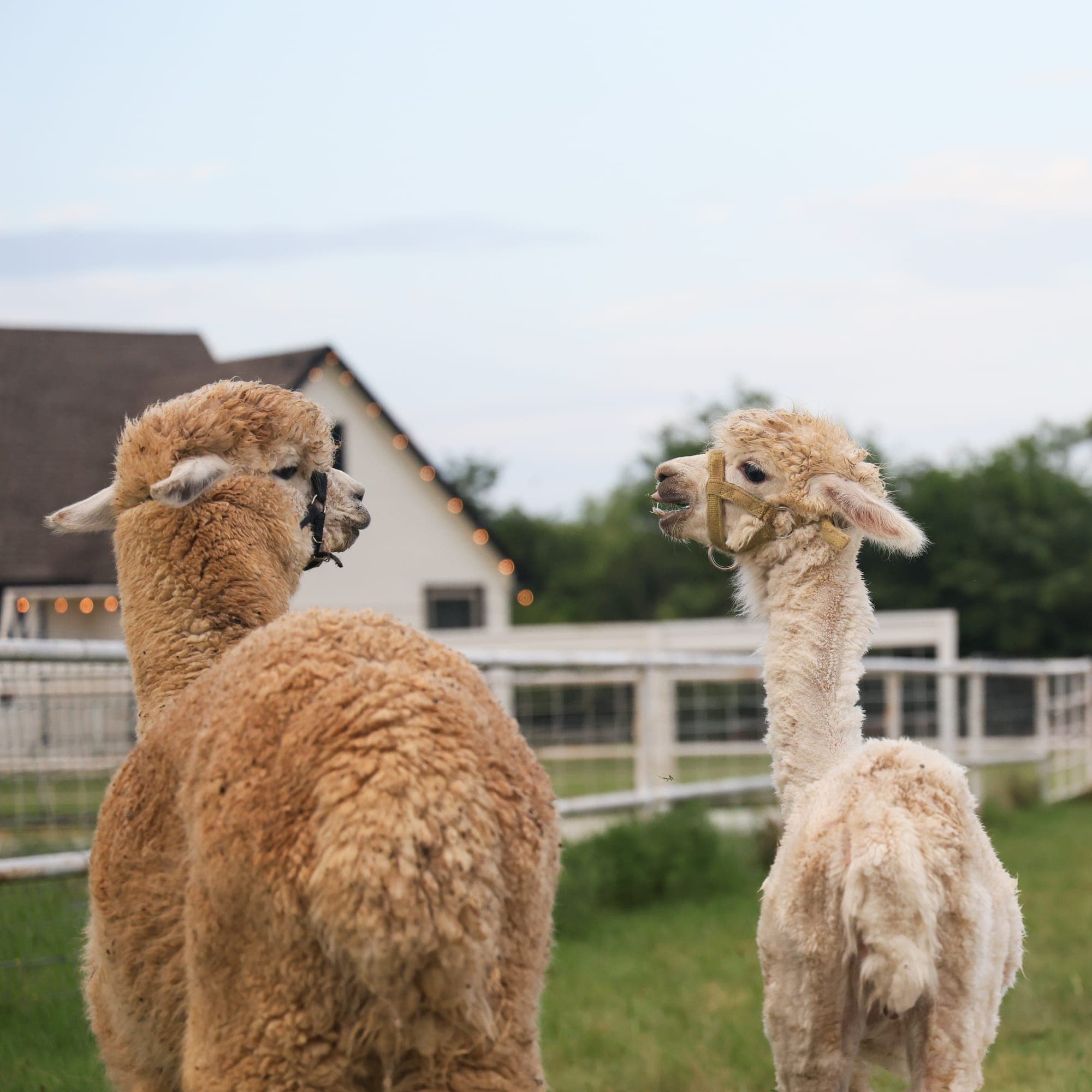 alpacas