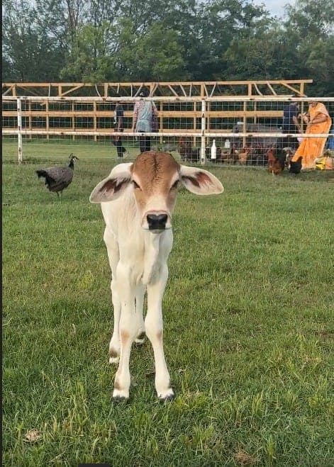 bos indicus cows