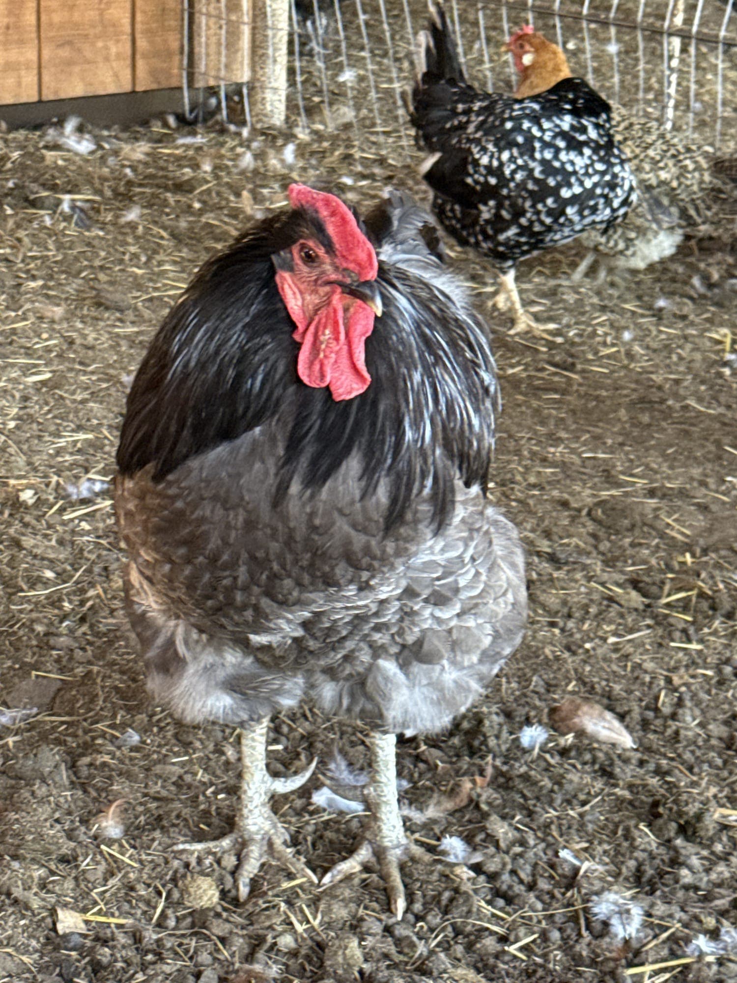 chickens