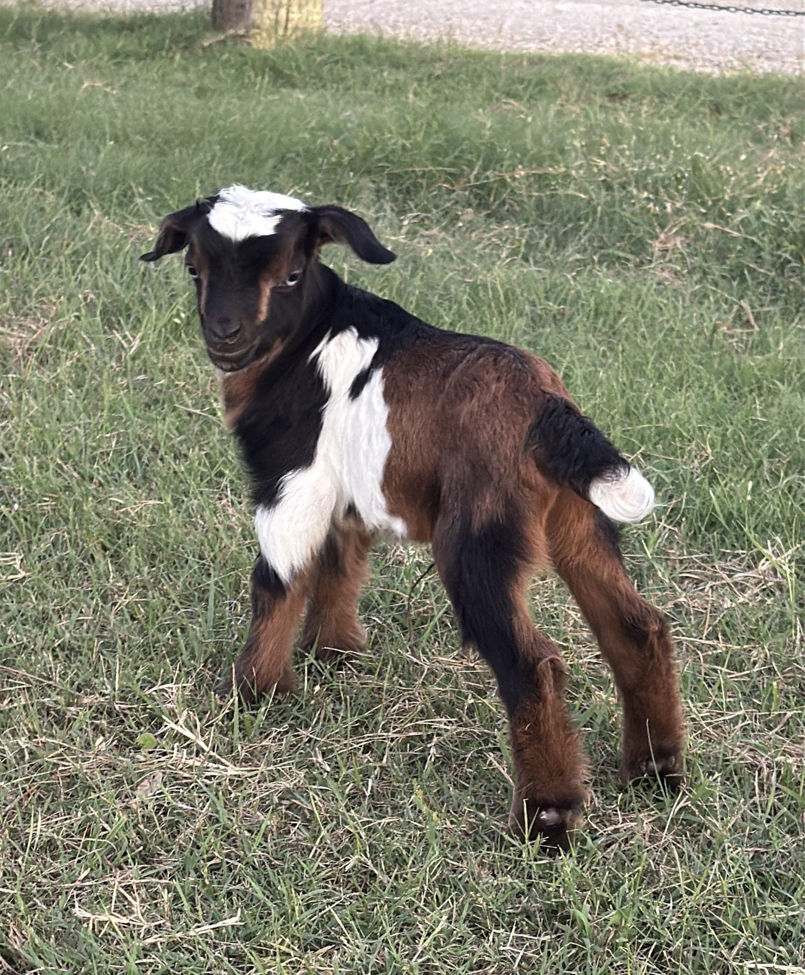 goats