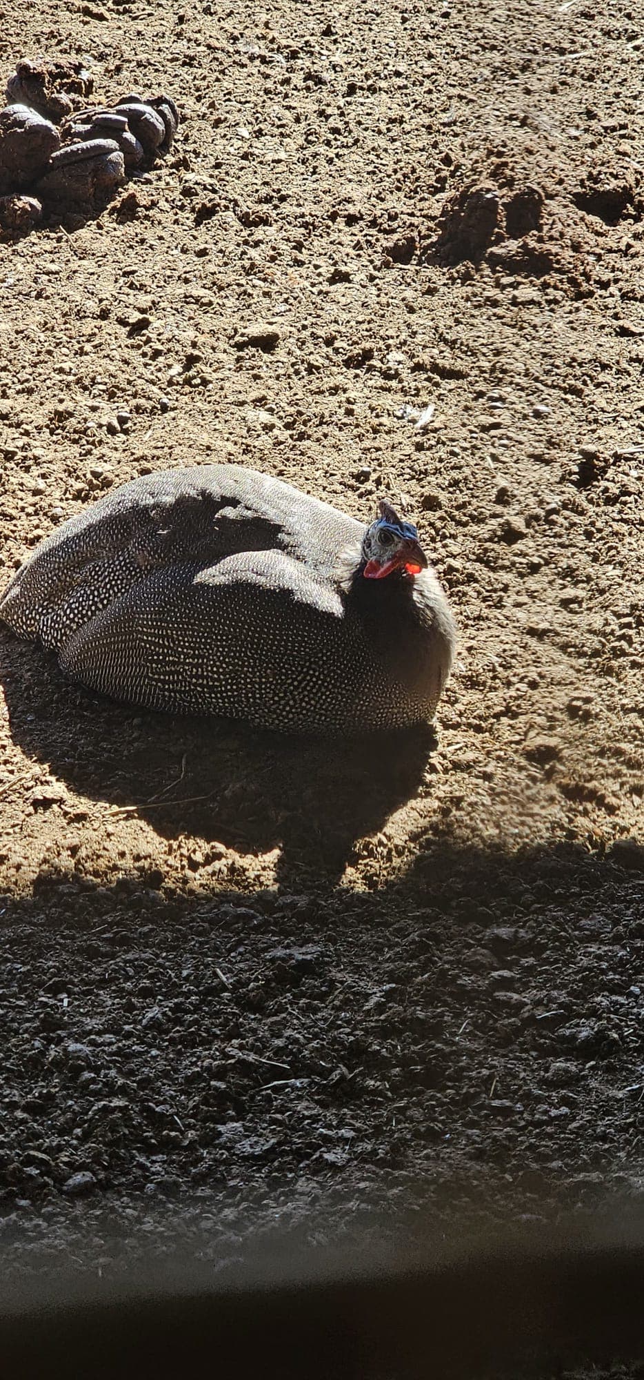 guinea hens