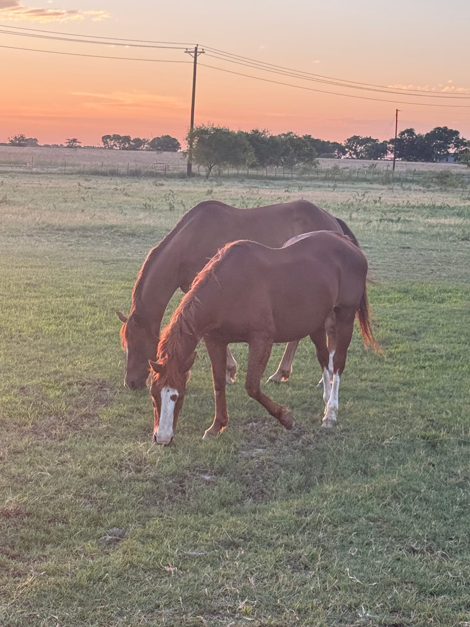 horses