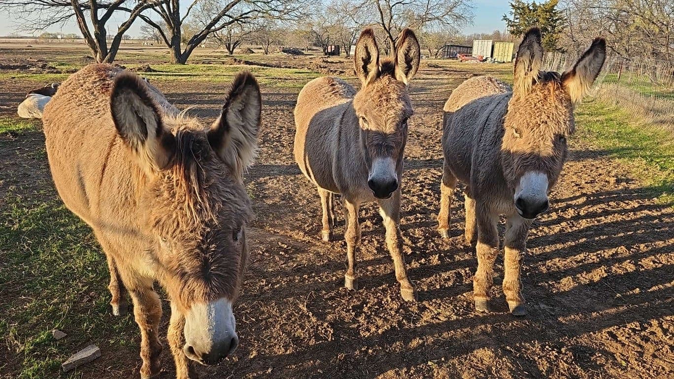 mini donkeys