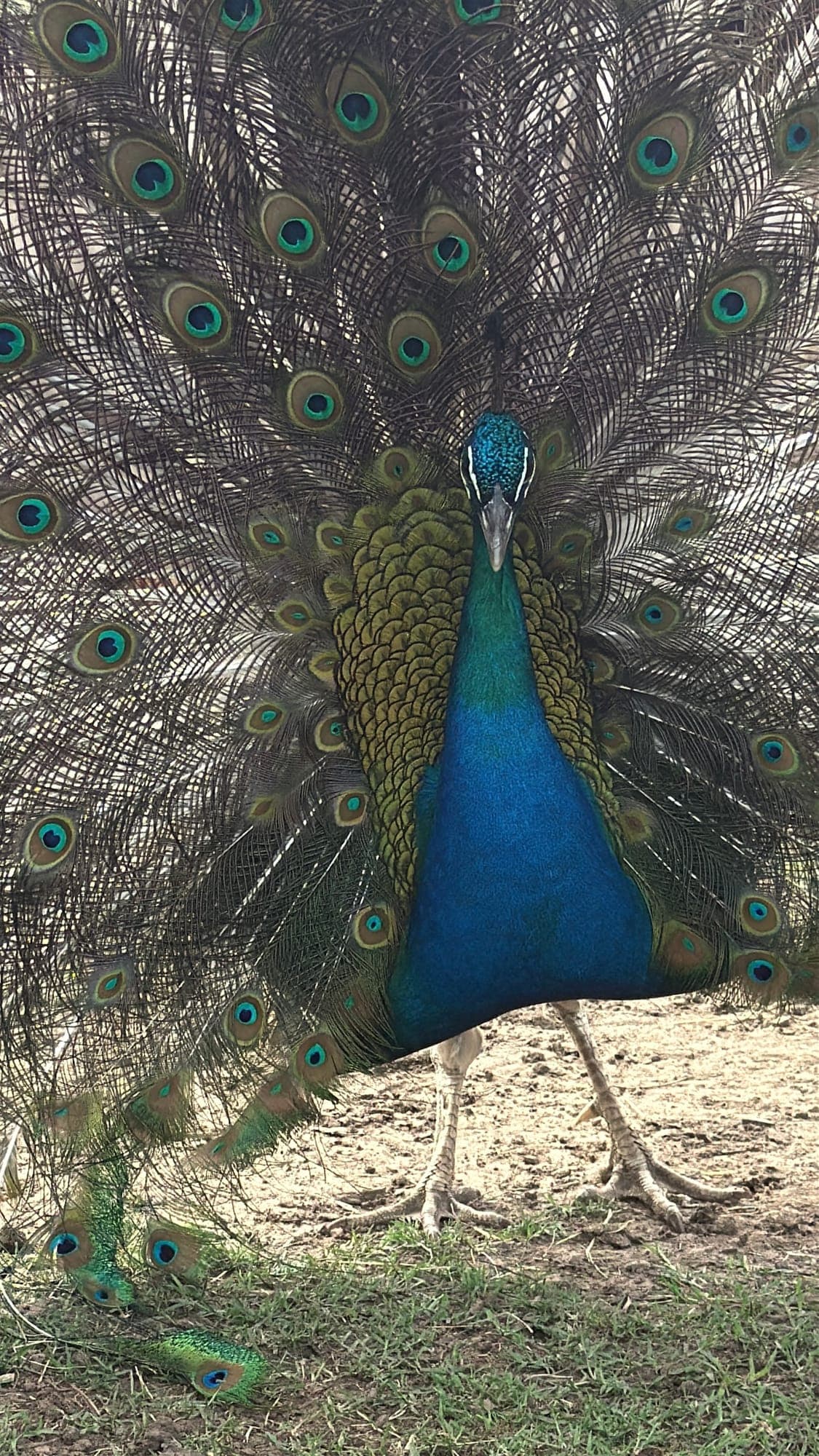 peacocks