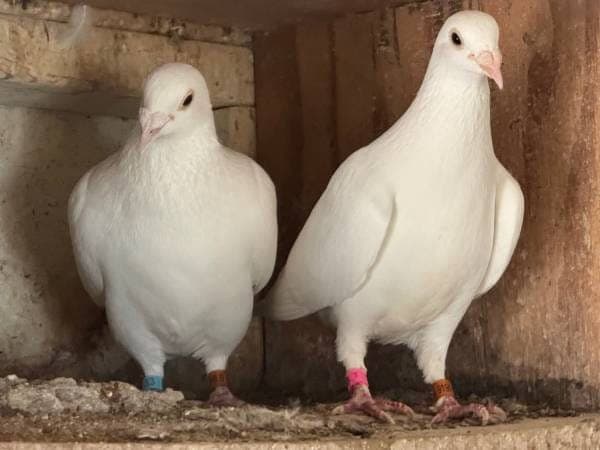 pigeons