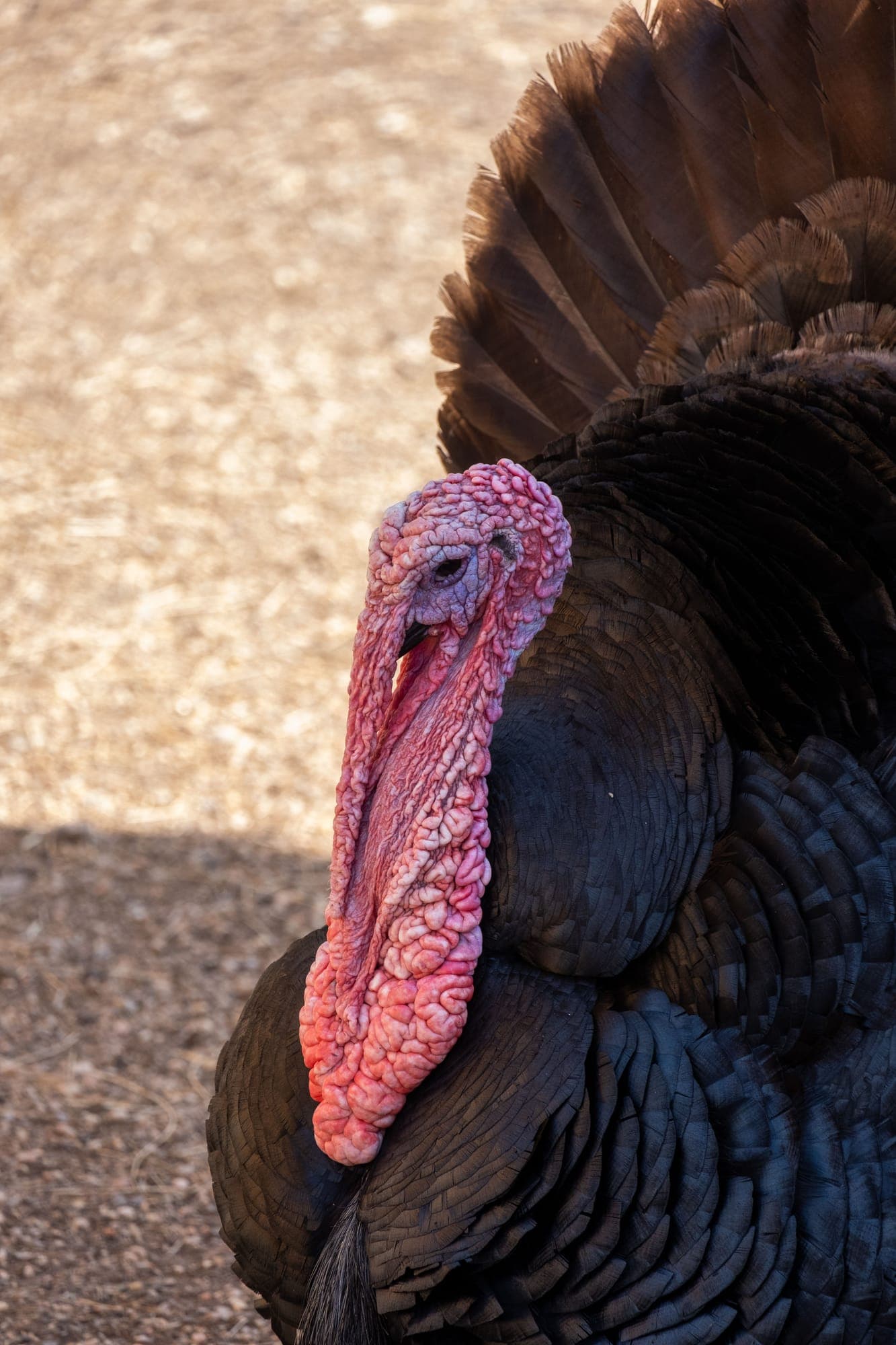 turkeys