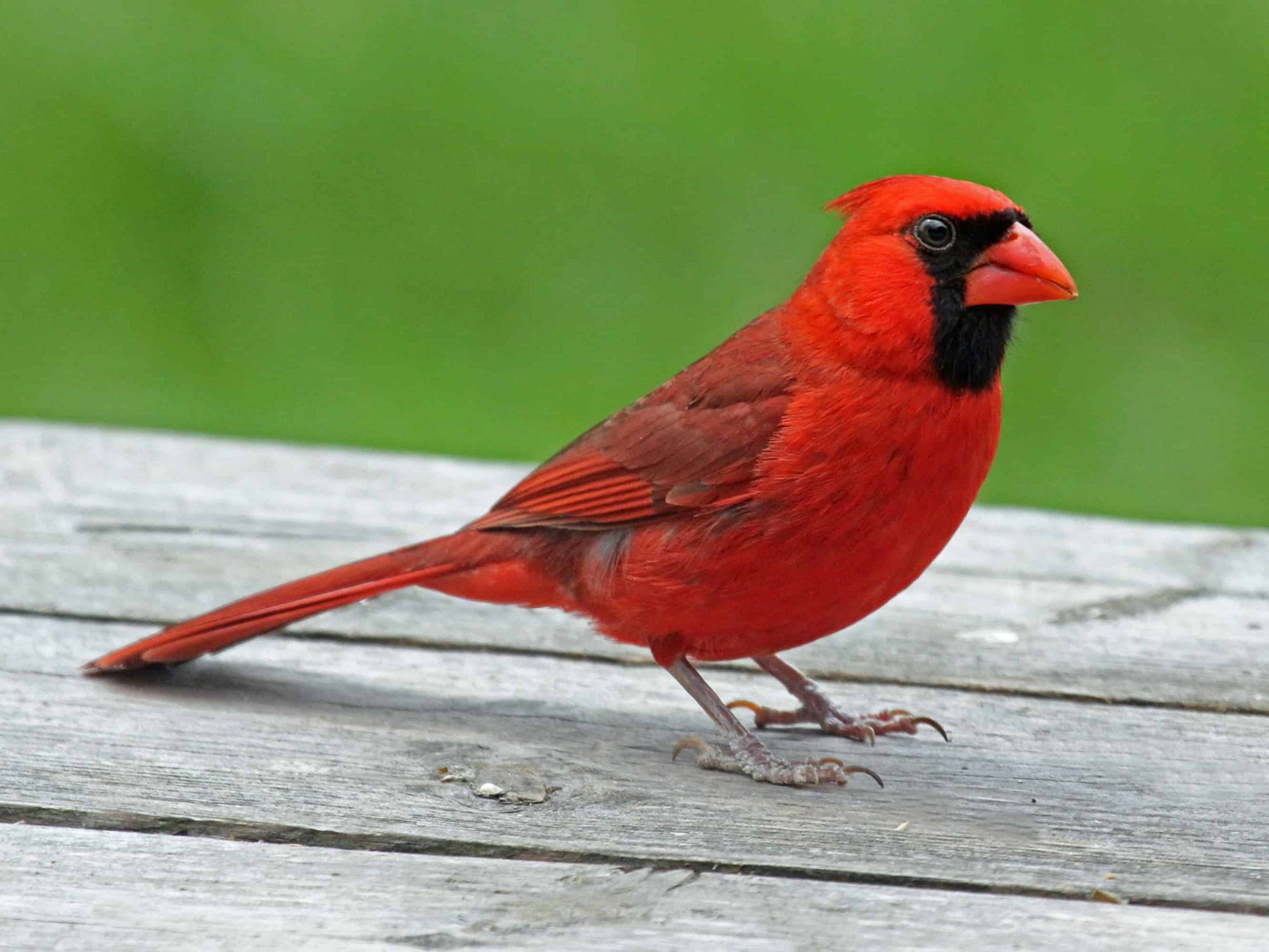 wild birds