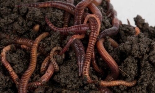compost & earthworms