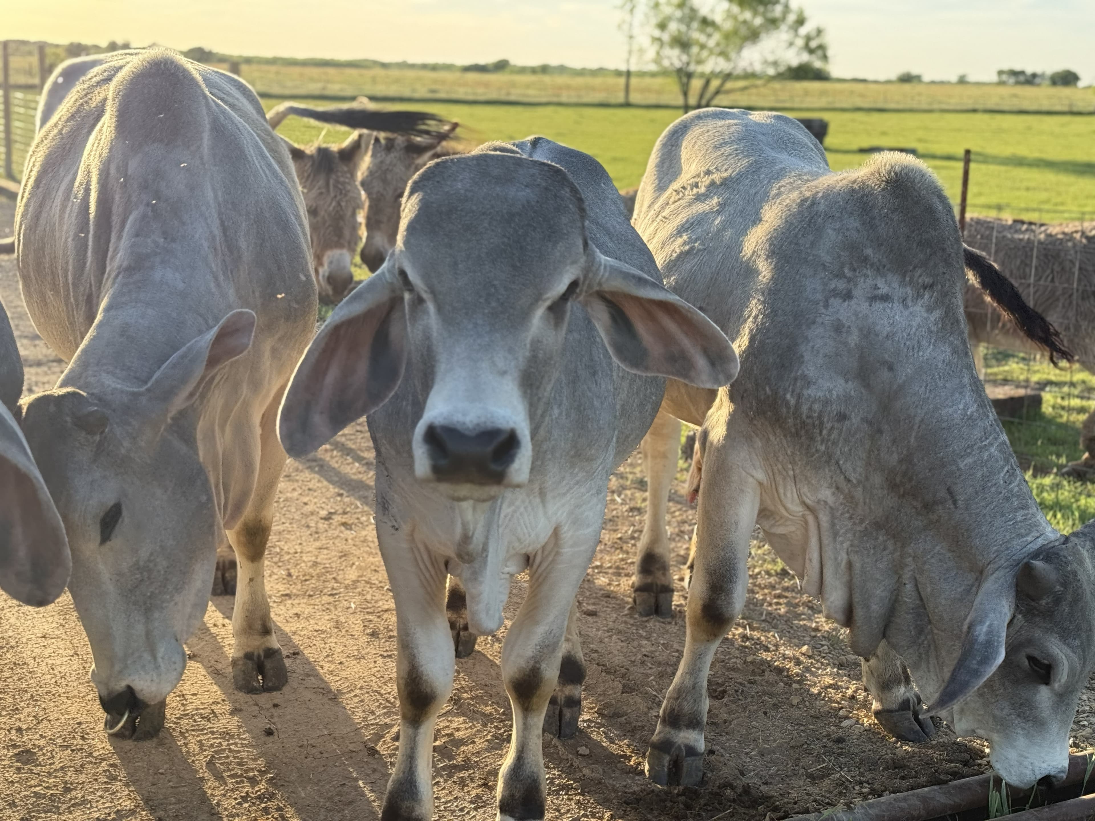 Bos Indicus cows at Arka Goshala