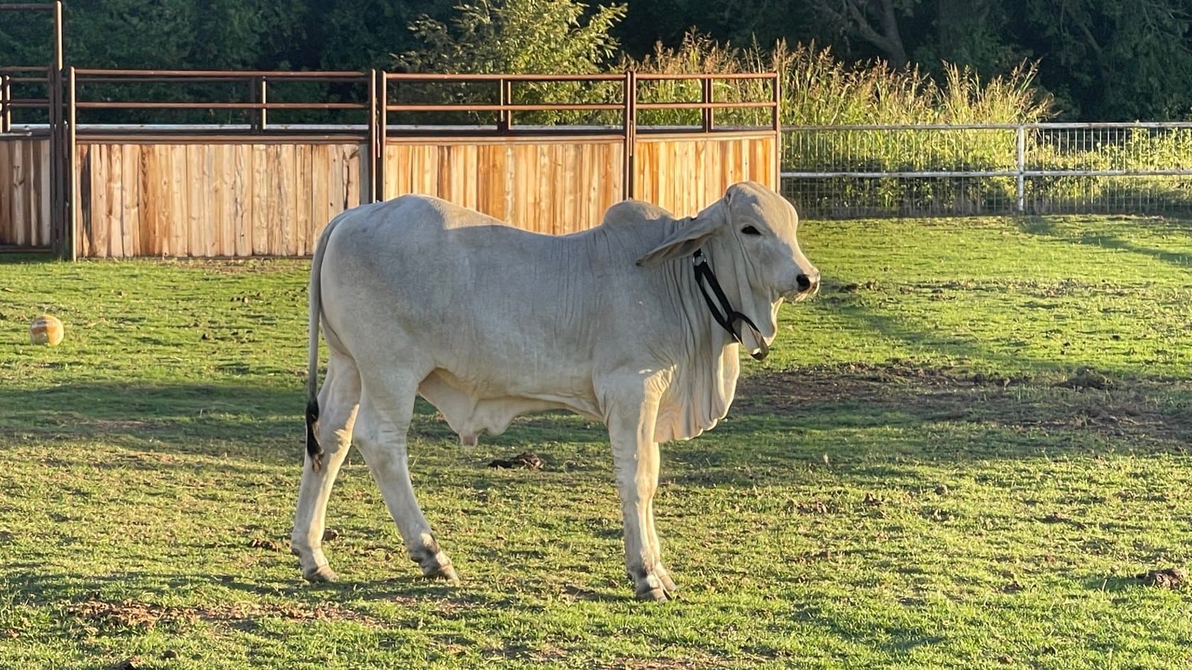 cow at Arka Acres