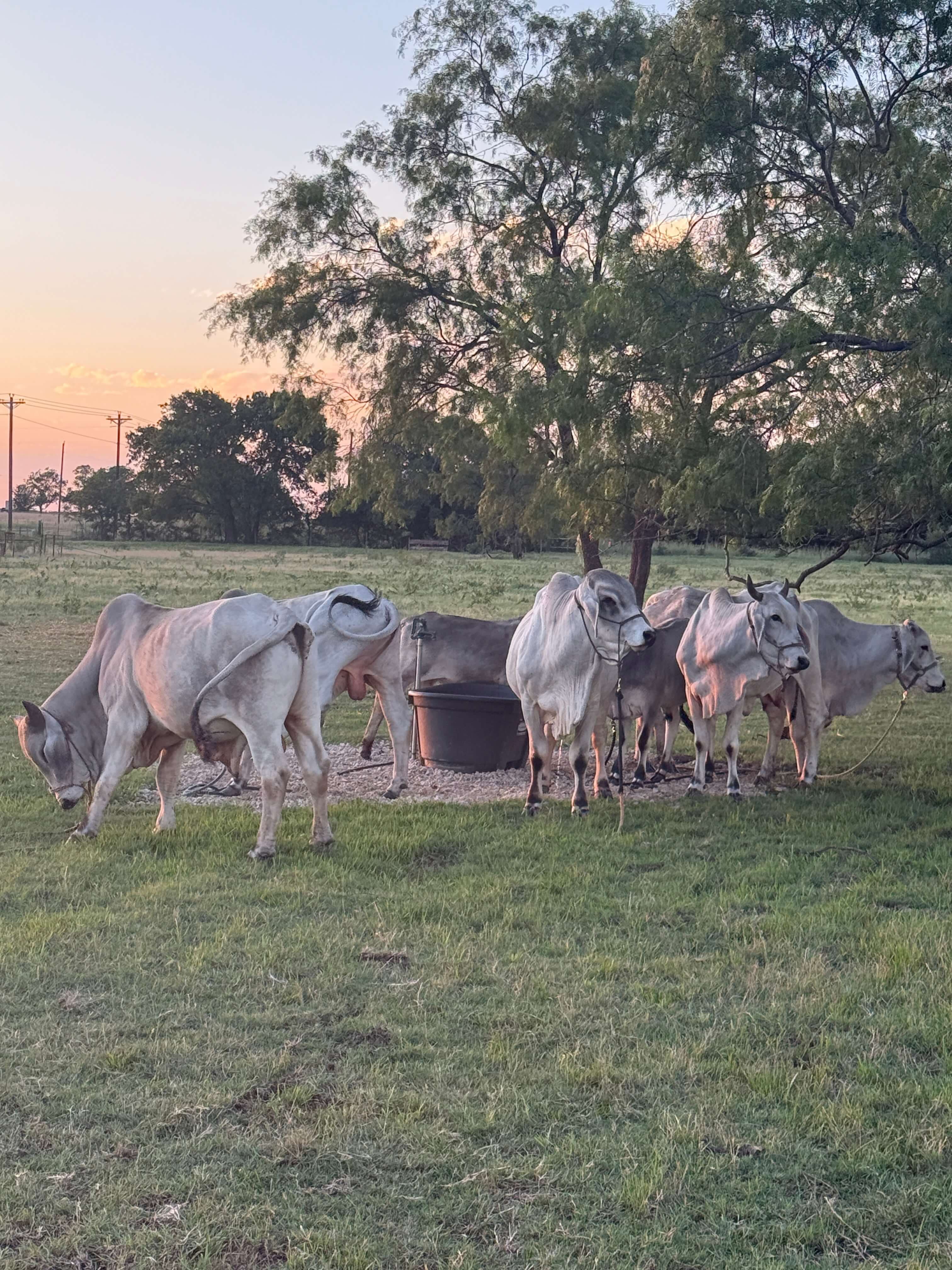 cows grazing at Arka Goshala in Aubrey Texas