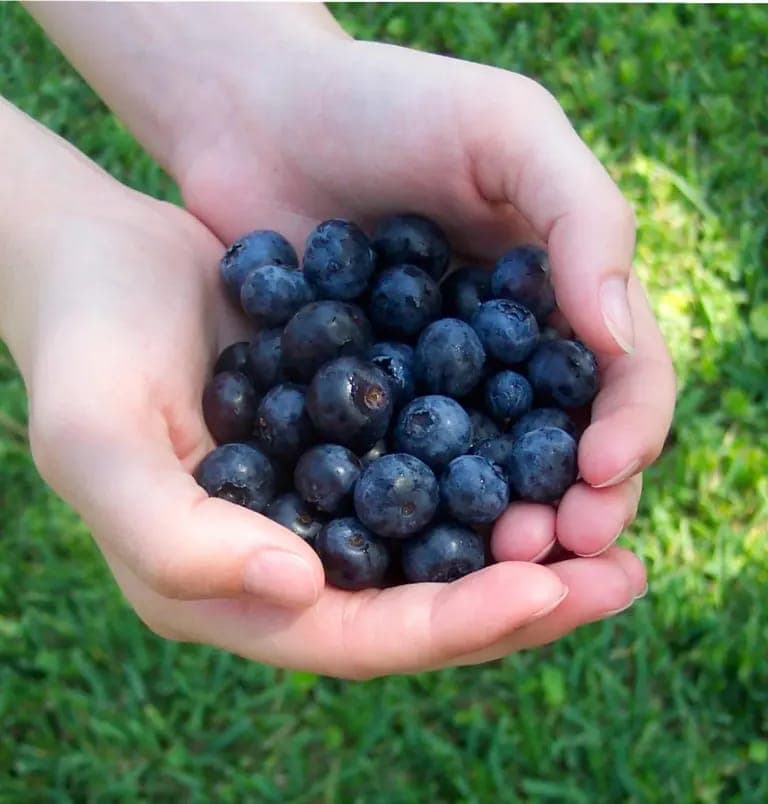 berry rows