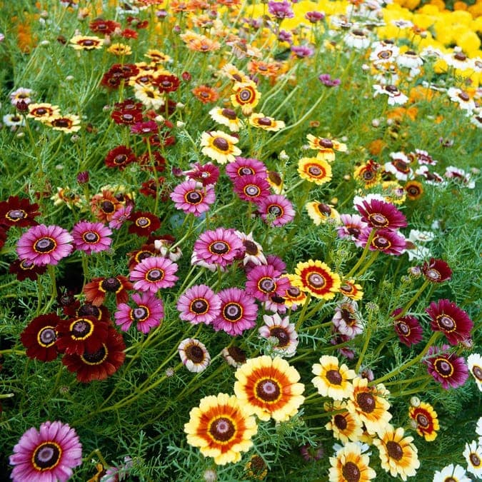 cut-flower garden